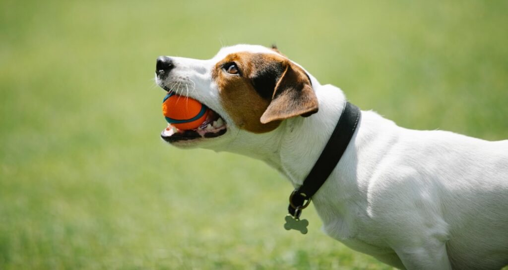 A dog is holding an orange ball in their mouth outside