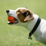 A dog is holding an orange ball in their mouth outside