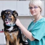 A veterinary professional is using a stethoscope on a dog