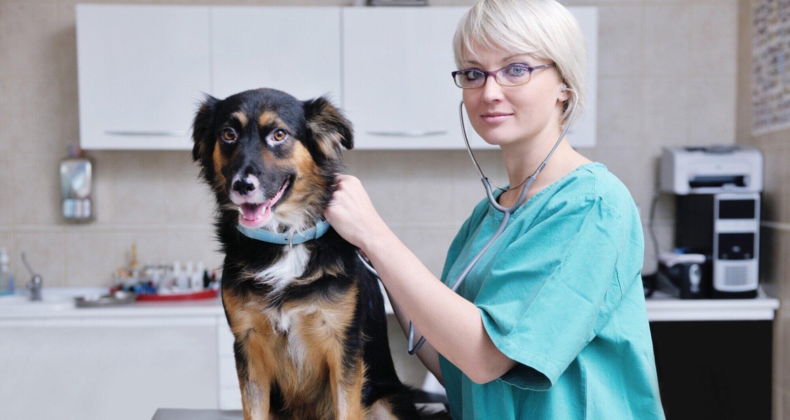 The Ultimate Guide to Veterinary Jobs: Finding Your Dream Position