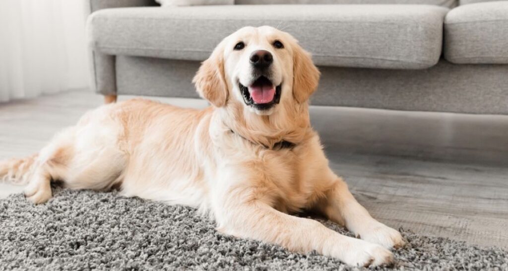 A golden retriever is lying on a grey carpet