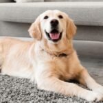 Top Essential Oils That Can Help Calm Your Dog