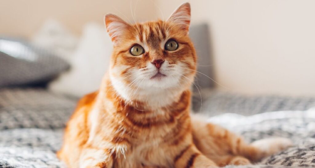 An orange cat is lying on a blanket