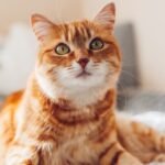 An orange cat is lying on a blanket