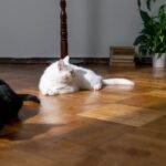 How to Turn Spare Space Into a Haven for Your Pets