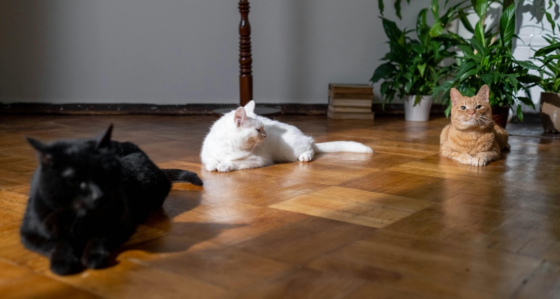 How to Turn Spare Space Into a Haven for Your Pets