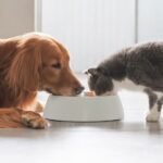 A cat and dog are eating out of the same food bowl