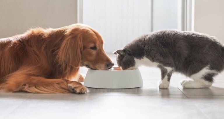 A cat and dog are eating out of the same food bowl