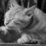 A cat is scratching themselves