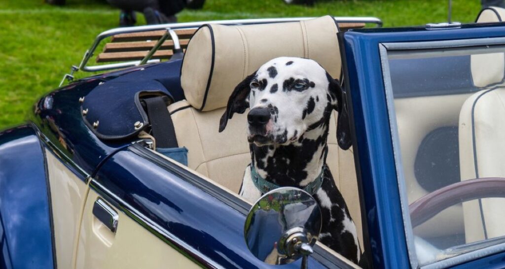 A Dalmatian is sitting in a blue classic car convertible