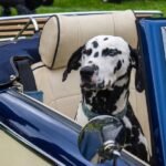 The Best Pet-Friendly Classic Cars for Owners and Their Pets