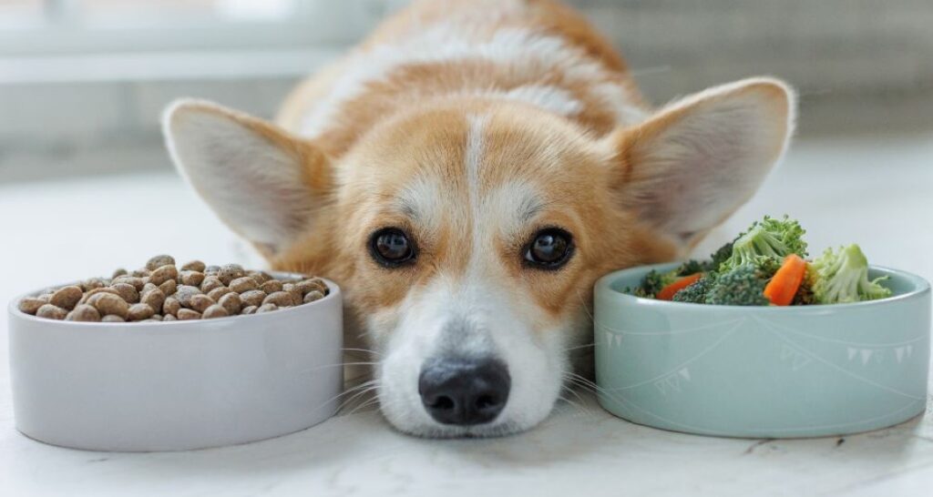 A dog's head is lying between two food bowls