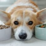 A dog's head is lying between two food bowls