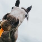 Simple Ways You Can Improve Your Horse’s Nutritional Intake