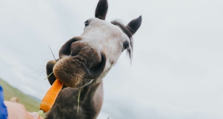 A horse is eating a carrot outside