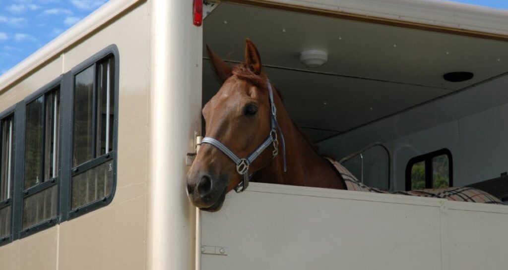 A horse is wearing a horse bridle in a trailer