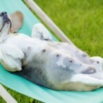 How To Keep Your Pregnant Dog Comfortable