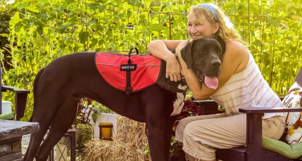 A service dog is being hugged by a woman