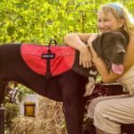 4 Ways Service Dogs Improve Your Lifestyle