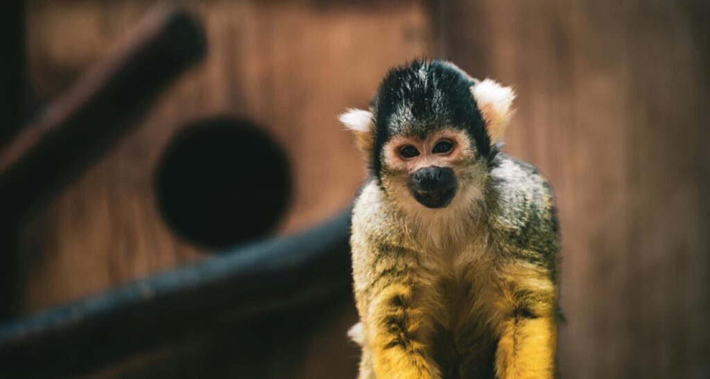 Squirrel monkey