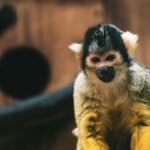 Best Monkey Names Based on Personality: Find the Perfect Fit for Your Primate Friend