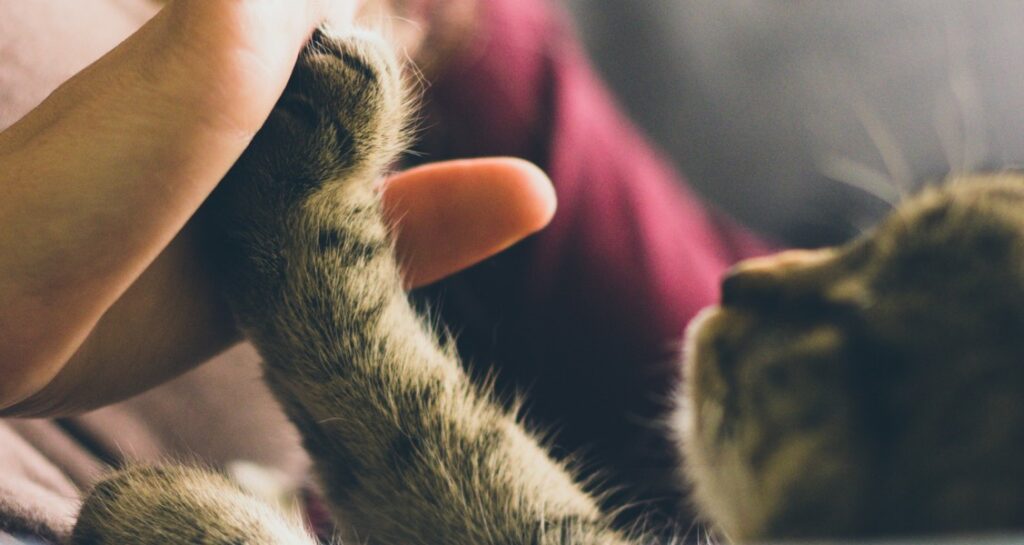 A cat paw is touching a human hand