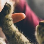 Why Every Student Needs a Pet for Mental Health