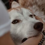 A dog is biting a female's wrist