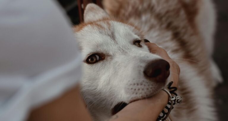 A dog is biting a female's wrist