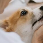 A dog is biting a woman's hand