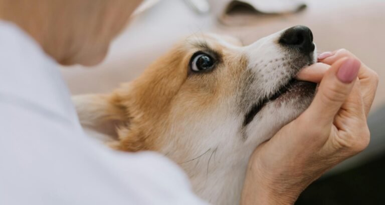 A dog is biting a woman's hand