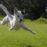 A Pet-Friendly Garden: How to Keep Your Outdoor Space Safe and Healthy for Your Dog