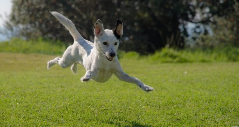 A dog is jumping in the air outside