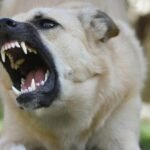 A dog has its mouth open showing its teeth