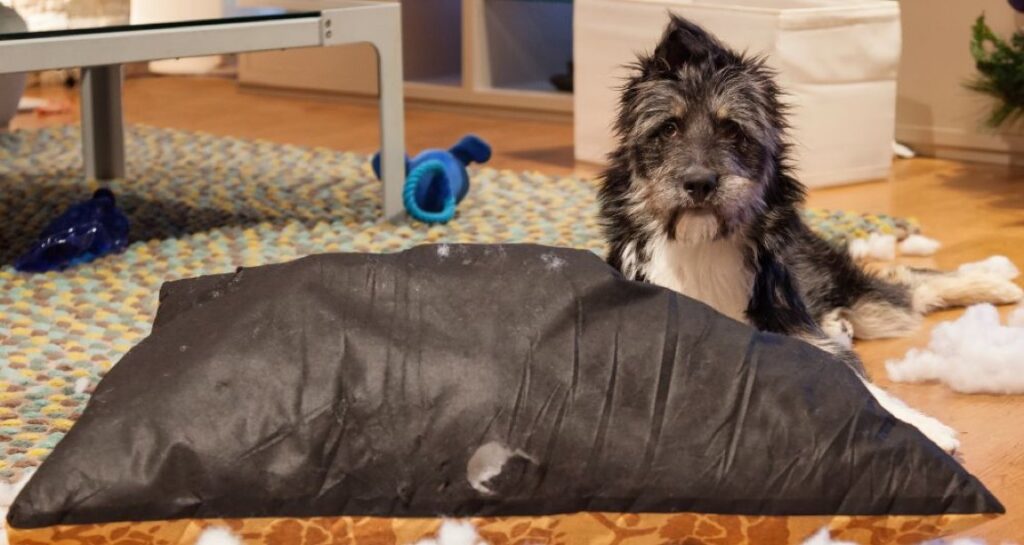 A dog ripped up a pillow