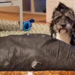 How To Manage a Destructive Dog While at Work