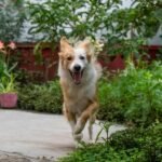 Why Your Dog Bolts Out the Door—And How to Stop It