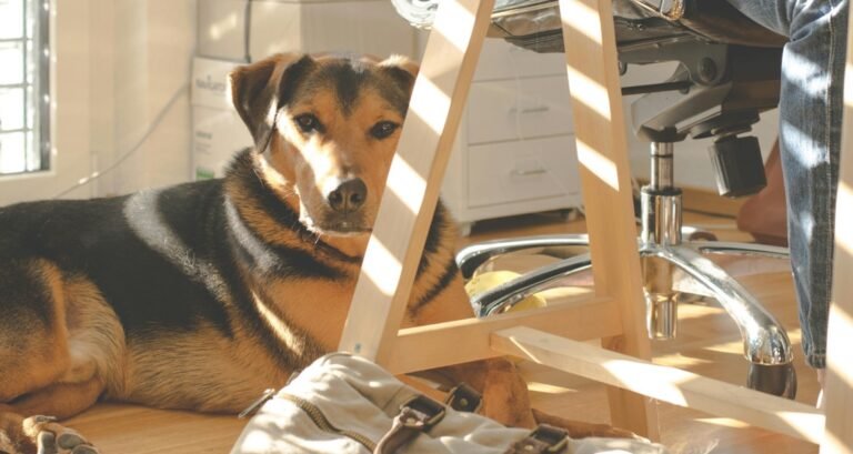 A dog is sitting on the floor in an office