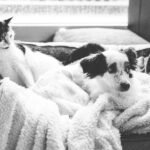 A dog is sitting with a cat in a dog bed