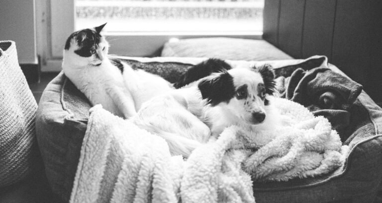 A dog is sitting with a cat in a dog bed