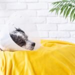 A dog is wearing an Elizabethan collar while resting on a yellow dog bed