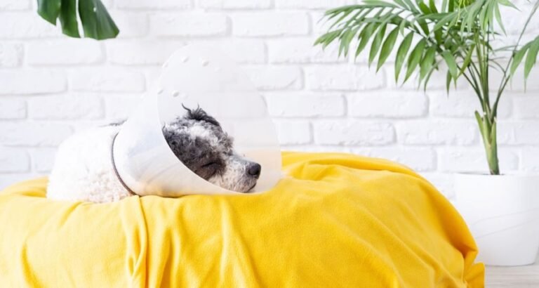 A dog is wearing an Elizabethan collar while resting on a yellow dog bed