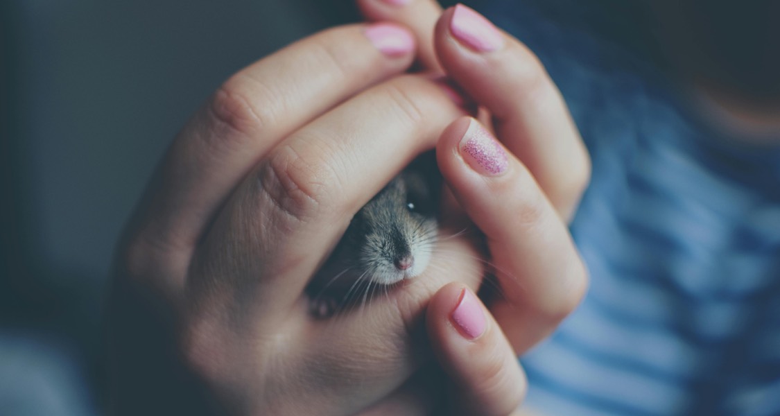 Hamsters, Hedgehogs, and Homework: Small Pets That Fit Student Lifestyles