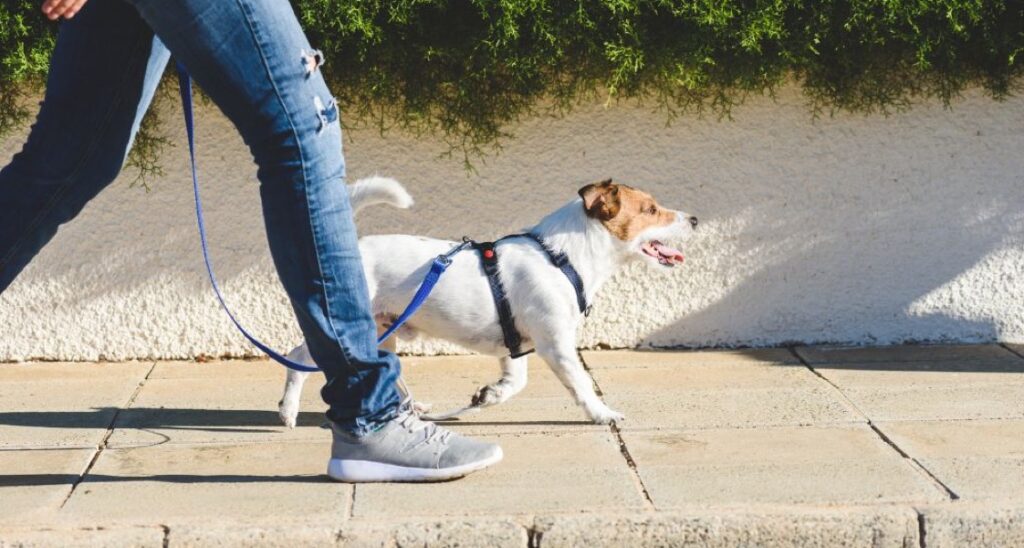 A person is walking a dog on a leash