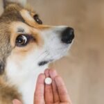 The Different Forms of Medication Available for Pets