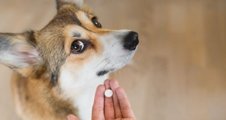 A pill is being given to a corgi