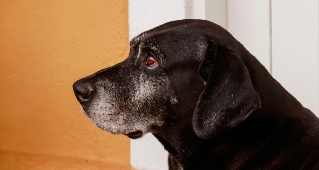 A profile shot of an old dog