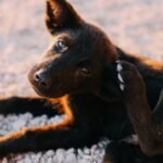 A puppy is scratching its ear while sitting on pebbles