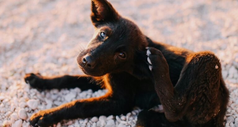 A puppy is scratching its ear while sitting on pebbles