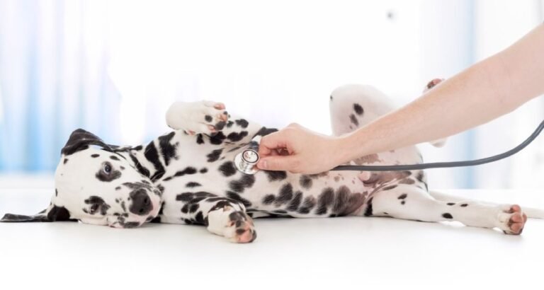 A stethoscope is being used on a Dalmatian puppy